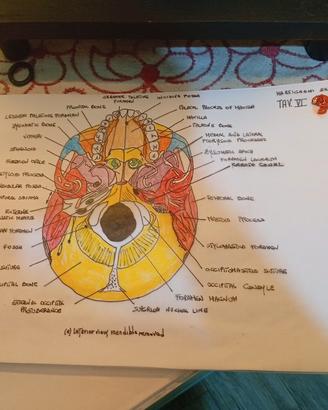 Disegni manuali anatomia umana
