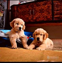 Cuccioli di Golden retriever