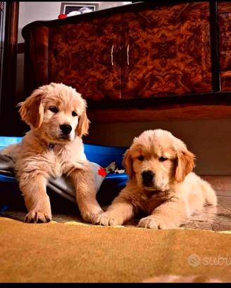 Cuccioli di Golden retriever