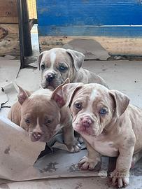 American Bully Pocket