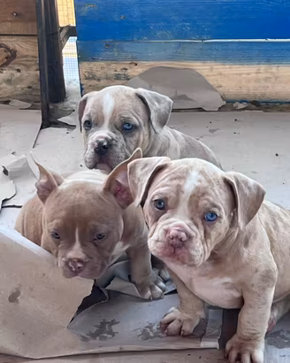 American Bully Pocket