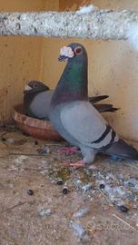 Piccioni