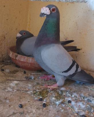 Piccioni