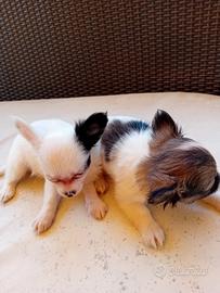 2 maschi chihuahua a pelo lungo