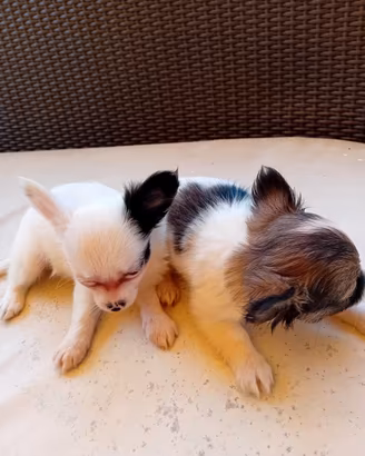 2 maschi chihuahua a pelo lungo