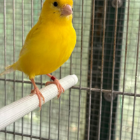 Canarino Maschio Giallo Intenso