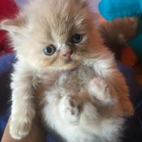 Gattino persiano crema normotipo