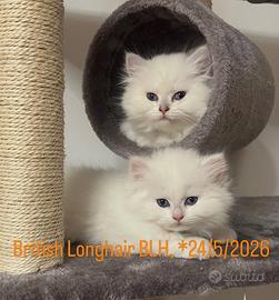 Cucciolo British pelo lungo BLH con pedigree