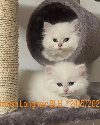 Cucciolo British pelo lungo BLH con pedigree