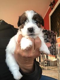 Jack Russell Terrier cuccioli pelo ruvido pedigree