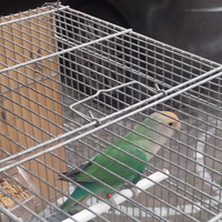 Femmine di Inseparabili