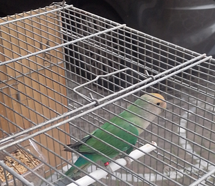 Femmine di Inseparabili