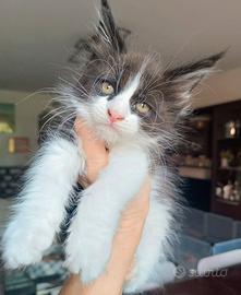 Cucciola Maine Coon