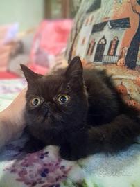 gattini persiani ed exotic shorthair