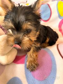 Yorkshire Terrier