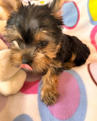 Yorkshire Terrier