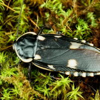 Paranauphoeta formosana