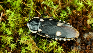 Paranauphoeta formosana