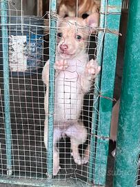 Cani da Caccia - Podenco Andaluso