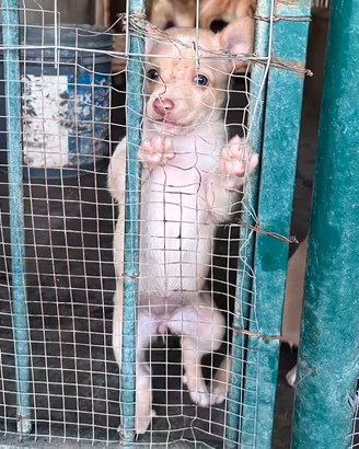 Cani da Caccia - Podenco Andaluso