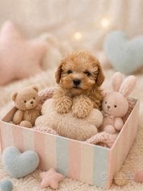 Maltipoo mini toy albicocca spettacolari