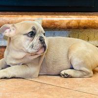 Cuccioli di Bulldog Francese