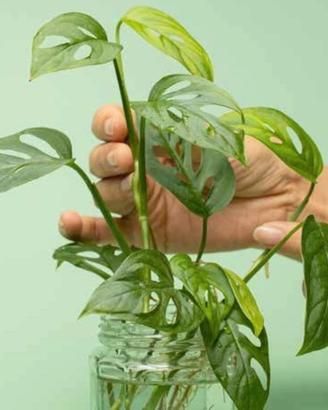 (Talee) Monstera adansonii - Monkey mask talee
