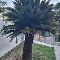 CYCAS REVOLUTA - Palma di 30 anni