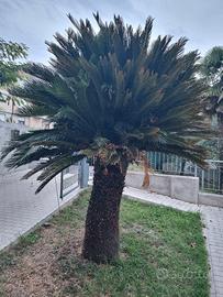 CYCAS REVOLUTA - Palma di 30 anni