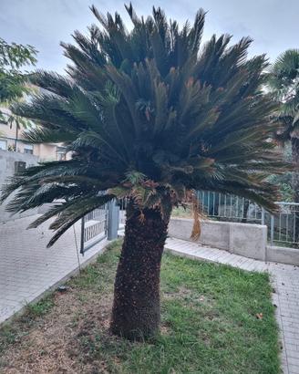 CYCAS REVOLUTA - Palma di 30 anni