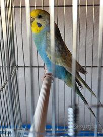 Coccoriti rainbow
