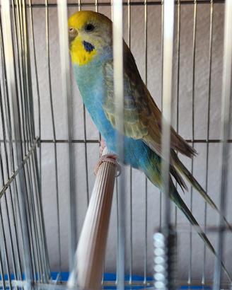 Coccoriti rainbow