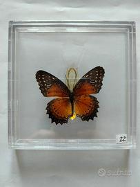Farfalla da collezione.