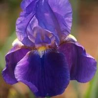 Superofferta!! 10 Rizomi Iris Germanica Antico