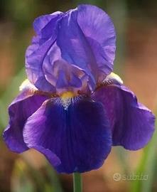 Superofferta!! 10 Rizomi Iris Germanica Antico