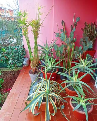 piante grasse