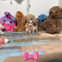Chihuahua mini toy