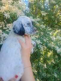 Setter inglesi cucciole