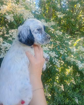 Setter inglesi cucciole