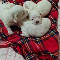 Cucciolata maltese purissima