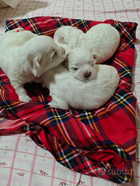 Cucciolata maltese purissima