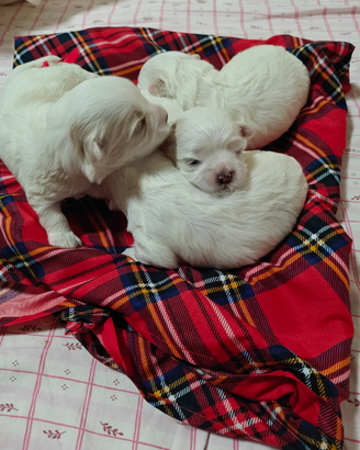 Cucciolata maltese purissima