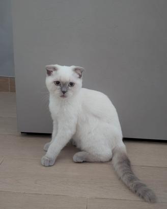 Gattini British