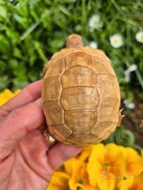 Testudo hermanni marginata & Albine