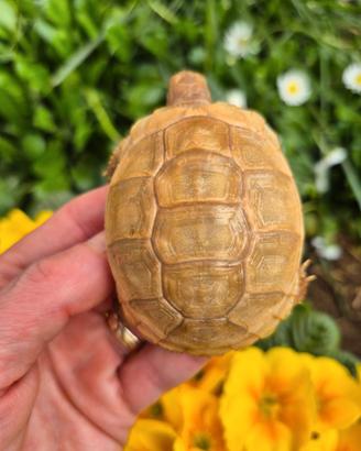 Testudo hermanni marginata & Albine