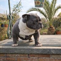 Cucciola bully micro 9 mesi