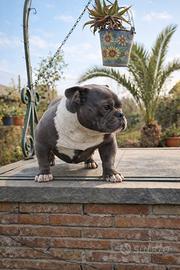 Cucciola bully micro 9 mesi
