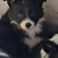 Disponibili cuccioli di border colli