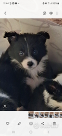 Disponibili cuccioli di border colli