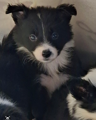 Disponibili cuccioli di border colli